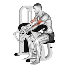 Machine Bicep Curl hareket gösterimi